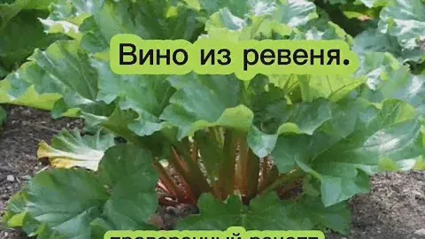 Вино из ревеня. Проверенный рецепт.
