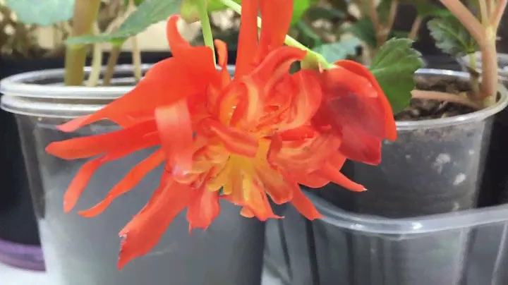 Бегония Беллекония Хот Оранж (Begonia Hot Orange)