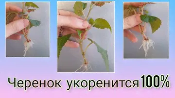 Бегонию беллеконию черенкую . Как я смогла быстро #размножить бегонию
