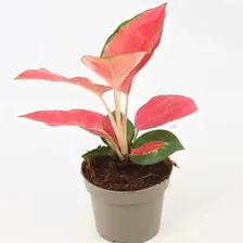 Аглаонема orange star, Гор12, Выс35