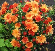 Хризантема мультифлора" Bransound Orange"(749)