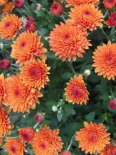 №751 Хризантема Orange Star