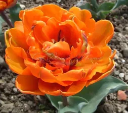 Тюльпан Монте Оранж (Tulipa Monte Orange)