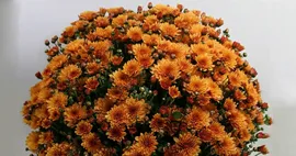 Хризантема-мультифлора Bransound Dark Orange №44 (35-я неделя)