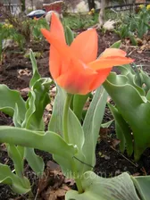 Семена и клубни трав и цветов - Луковичные растения Тюльпан Orange Toronto (грей)