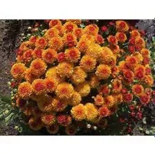 Хризантема мультифлора" Rhinos Orange"(891)