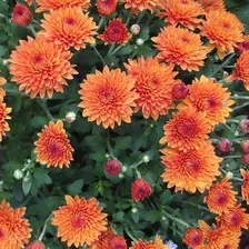 Хризантема Orange Star / Оранж Стар