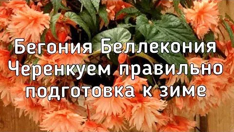 Бегония Беллекония /Черенкуем правильно/Подготовка к зимовке/ [как сохранить бегонию зимой]
