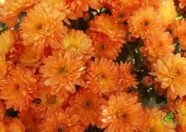 Хризантема Branbeach Orange