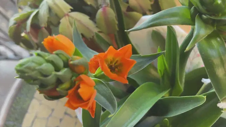 Orange Star House Plant