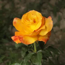 Роза Оранж джус (Orange Juice)
