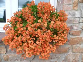 Диасция ELFJES DARK ORANGE.