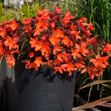 Бегония Ривулет Оранж (Rivulet Orange)