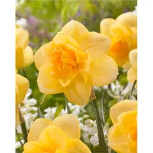 Оранж Джус (Narcissus Orange Juice)