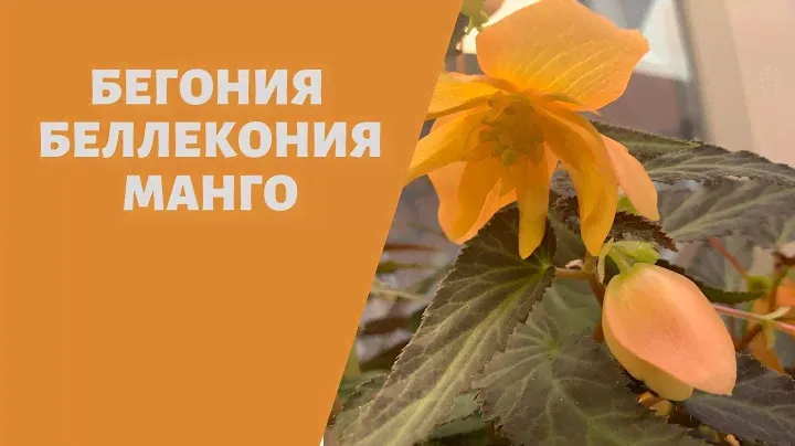 Бегония беллекония МАНГО зимовка в квартире советы и опыт от Анжелики