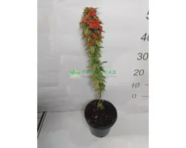 Пираканта 'Orange Star'