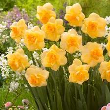 Нарцисс Orange Juice, DOUBLE NARCISSI, в упаковке 20 луковиц