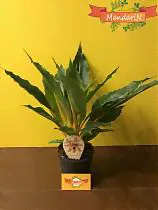 Хлорофитум Грин Оранж - Chlorophytum green orange D12 H45