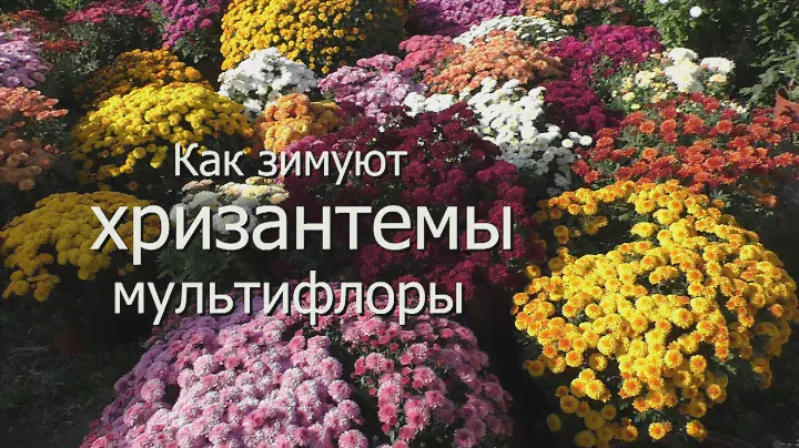 Как зимуют хризантемы мультифлоры